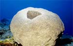 Massive Starlet Coral