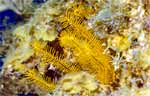 Golden Crinoid