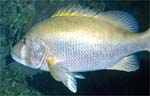 Dog Snapper