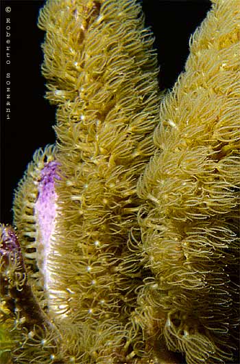 Briareum asbestinum