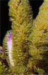 Corky Sea Finger