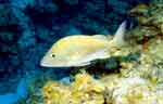 White Grunt