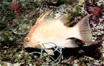 Hogfish - Juvenile