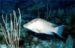 Hogfish - Intermediate