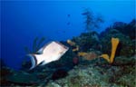 Hogfish - Adult
