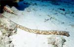 Tiger Tail Sea Cucumber