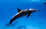 Spinner Dolphin (37k)
