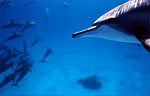 Spinner Dolphin (35k)