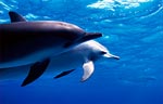 Spinner Dolphin (41k)