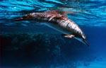 Spinner Dolphin (53k)