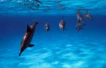 Spinner Dolphin (48k)