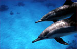 Spinner Dolphin (47k)