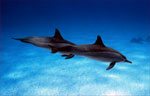 Spinner Dolphin (44k)