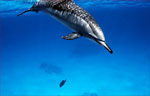 Spinner Dolphin (33k)