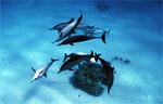 Spinner Dolphin (45k)