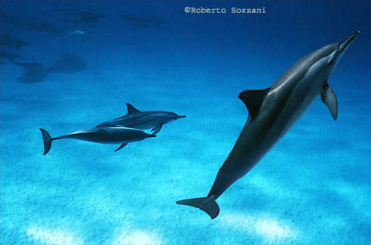 Delfino, Stenella longirostris, Spinner Dolphin