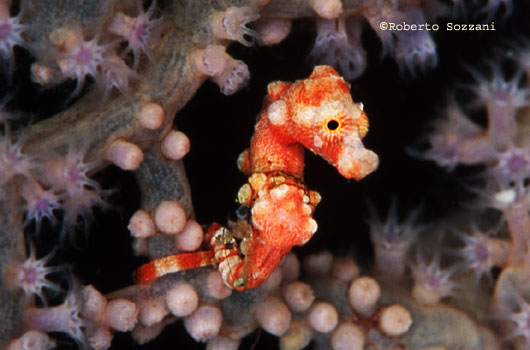 Hippocampus denise