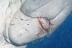 Dugong mouth