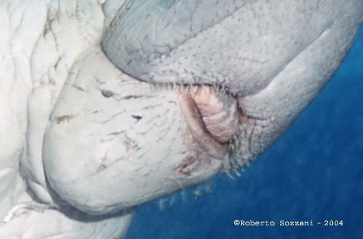 Dugong mouth details
