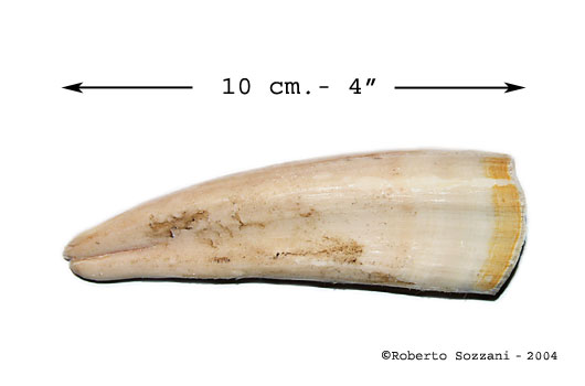 Dugong tusk (tooth)