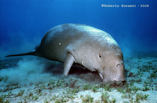 Dugongo - Dugong