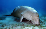 Dugong