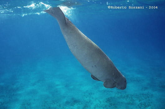 Dugong