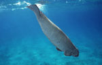 Dugong