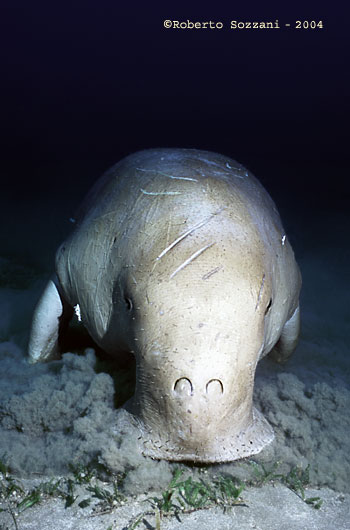 Dugong