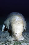 Dugong