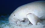 Dugong