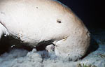 Dugong