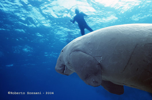 Dugong