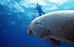 Dugong