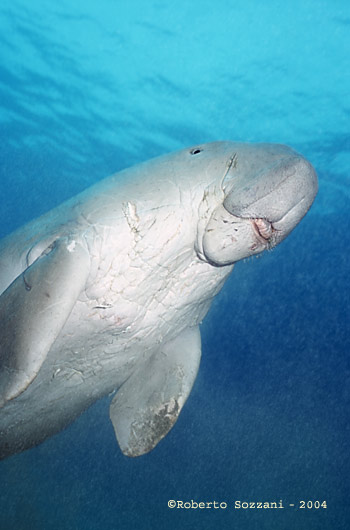 Dugong