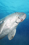 Dugong