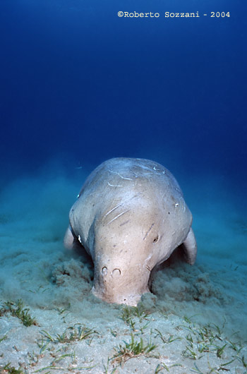 Dugong