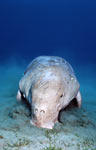 Dugong