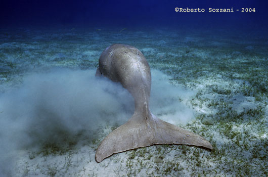 Dugong - Tail