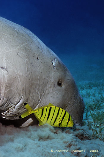 Dugong with Golden trevally (juv.) - Gnathanodon speciosus