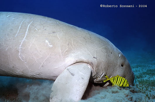 Dugong with Golden trevally (juv.) Gnathanodon speciosus