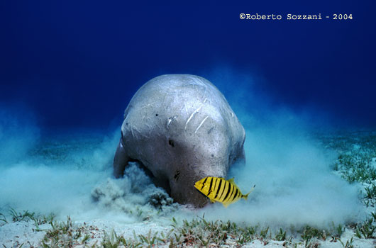 Dugong with Golden trevally (juv.) Gnathanodon speciosus