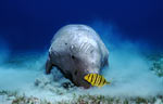 Dugong