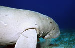 Dugong