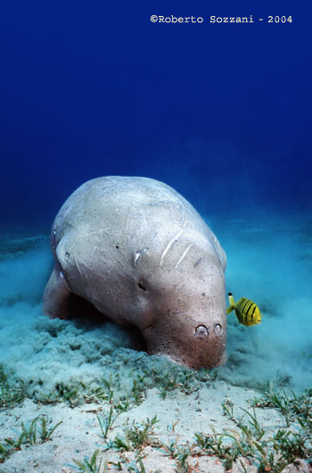 Dugong with Golden trevally (juv.) Gnathanodon speciosus