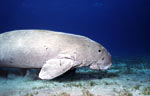 Dugong