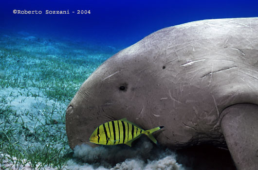Dugong with Golden trevally (juv.) Gnathanodon speciosus