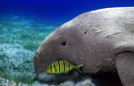 Dugong