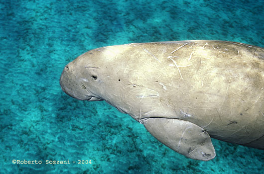 Dugong