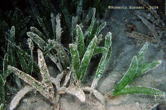 Phanerogamous seagrass, Cymodocea serrulata